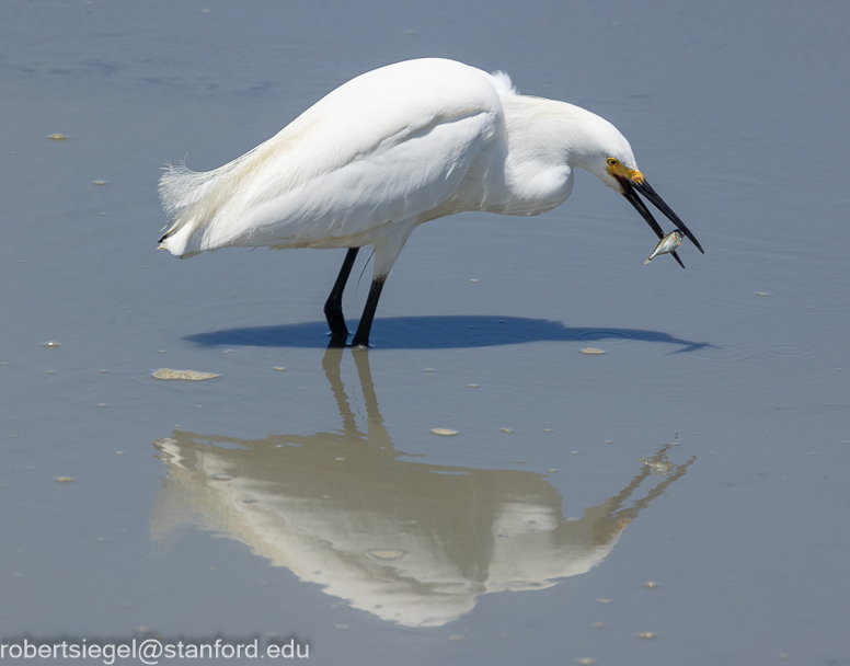 palo alto baylands 2024